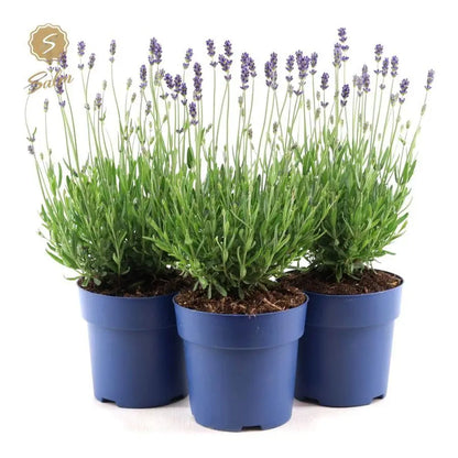 Lavandula - Verschiedene Sorten winterharter Lavendel - Image 