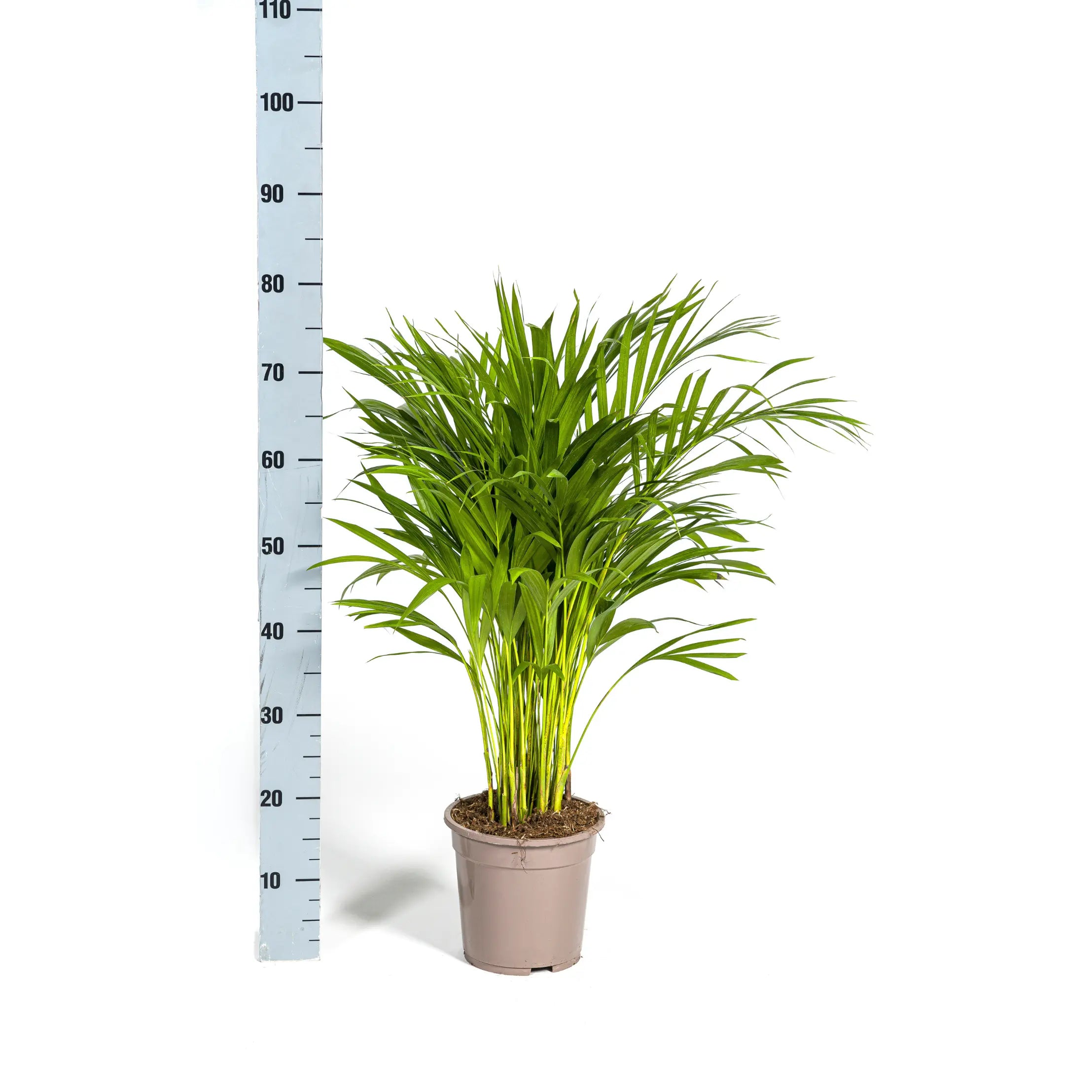 Dypsis lutescens - Areca-, Goldfruchtpalme - Image 