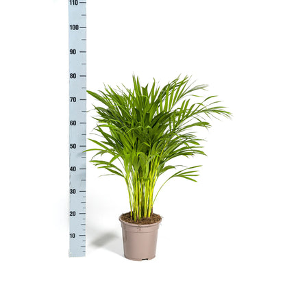 Dypsis lutescens - Areca-, Goldfruchtpalme - Image 