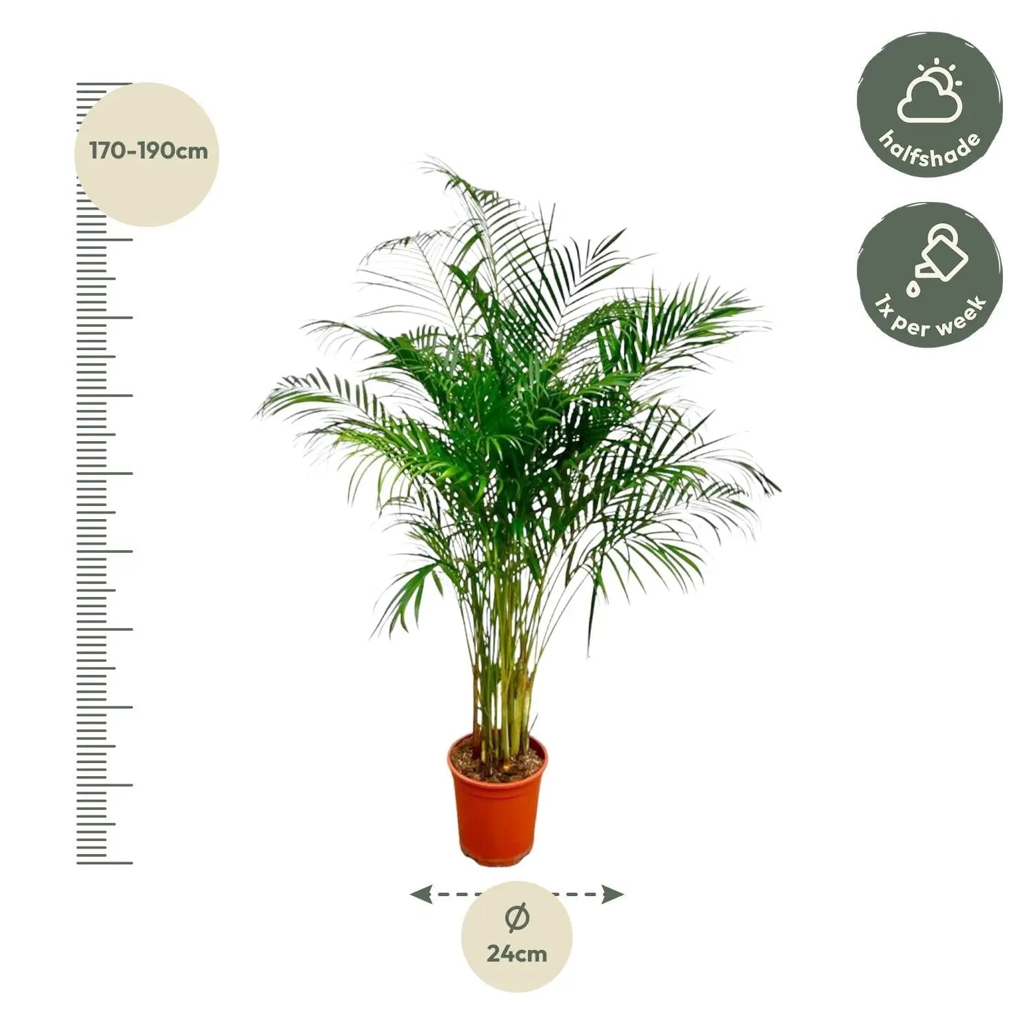 Dypsis lutescens - Areca-, Goldfruchtpalme - Image 