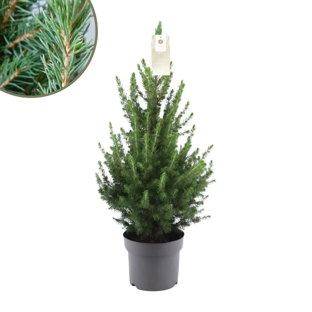 Picea glauca &