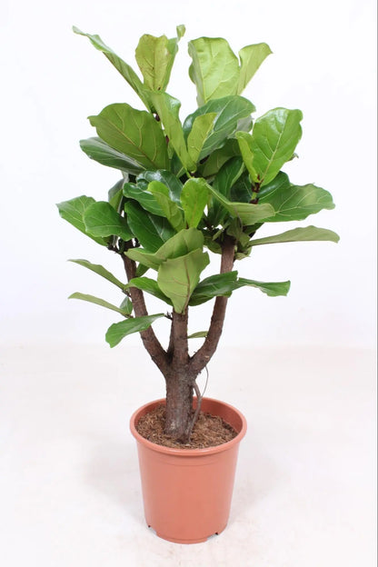 Ficus lyrata - Geigenfeige - Image 