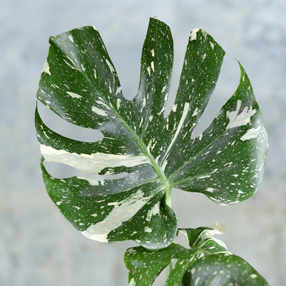 Monstera Variegata - Panaschiertes Fensterblatt