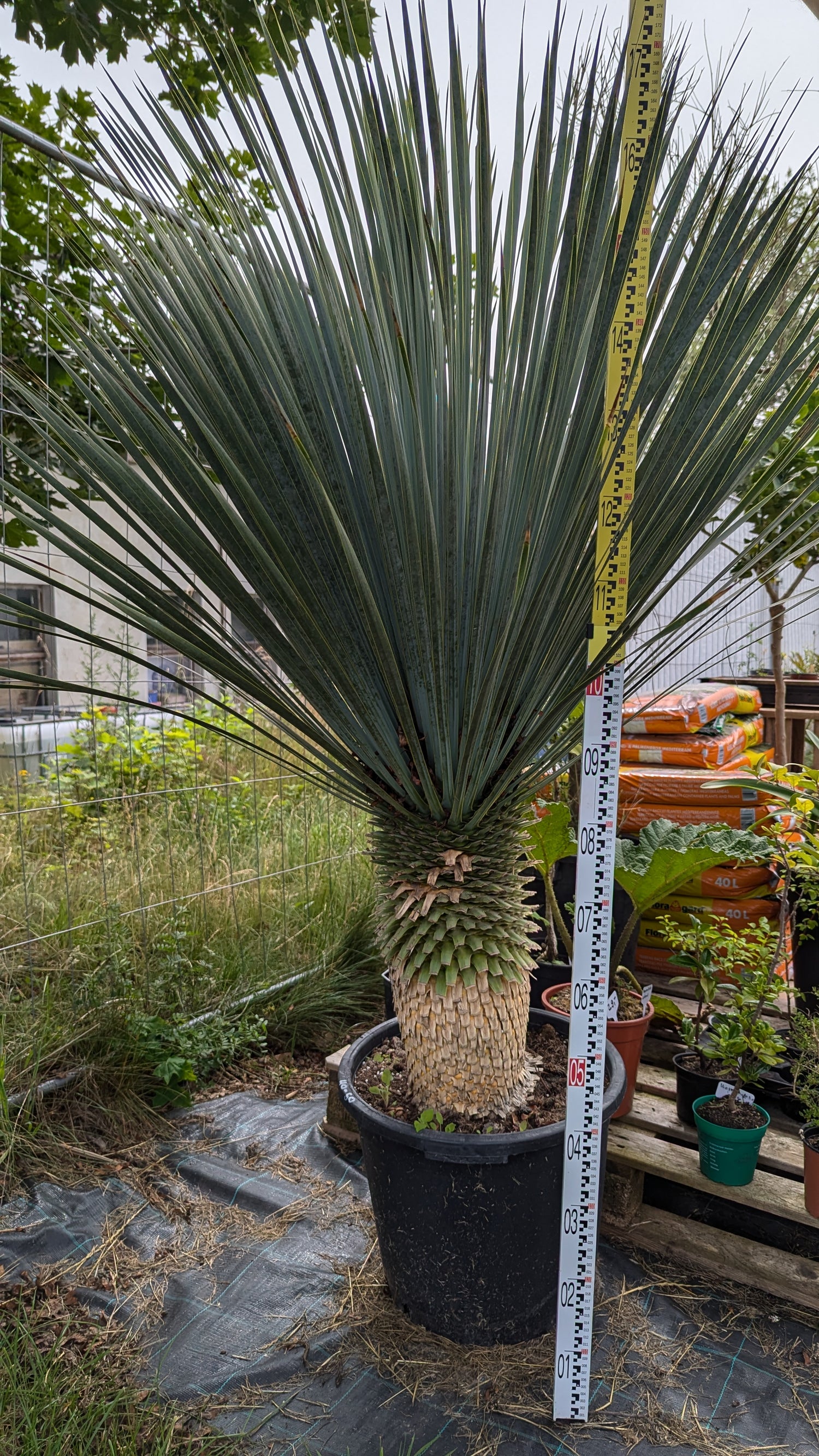 Yucca rostrata - Blaublättrige Palmlilie aus Freilandzucht