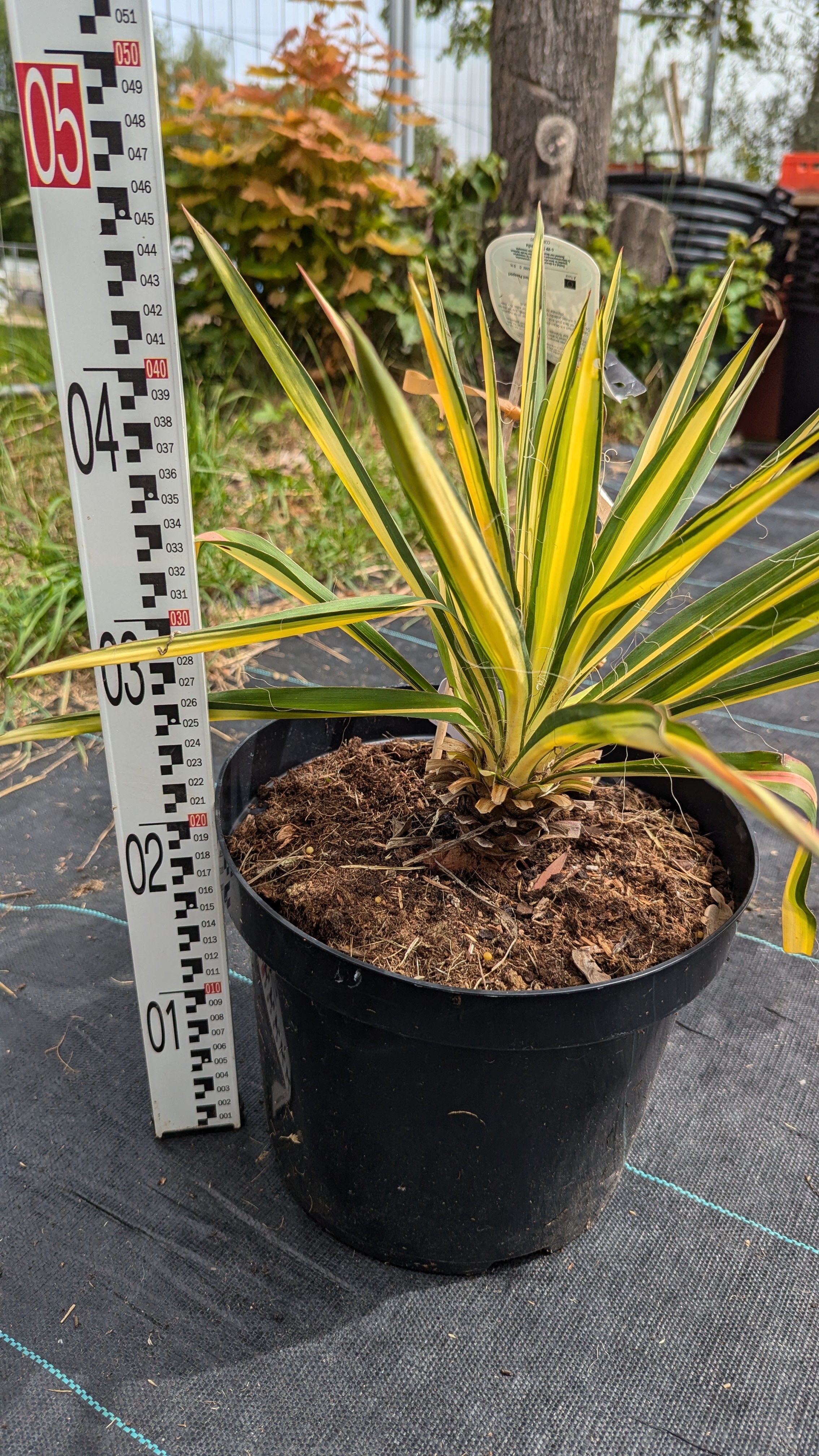 Yucca filamentosa - Fädige Palmlilie