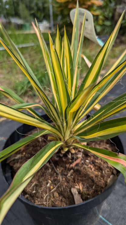 Yucca filamentosa - Fädige Palmlilie