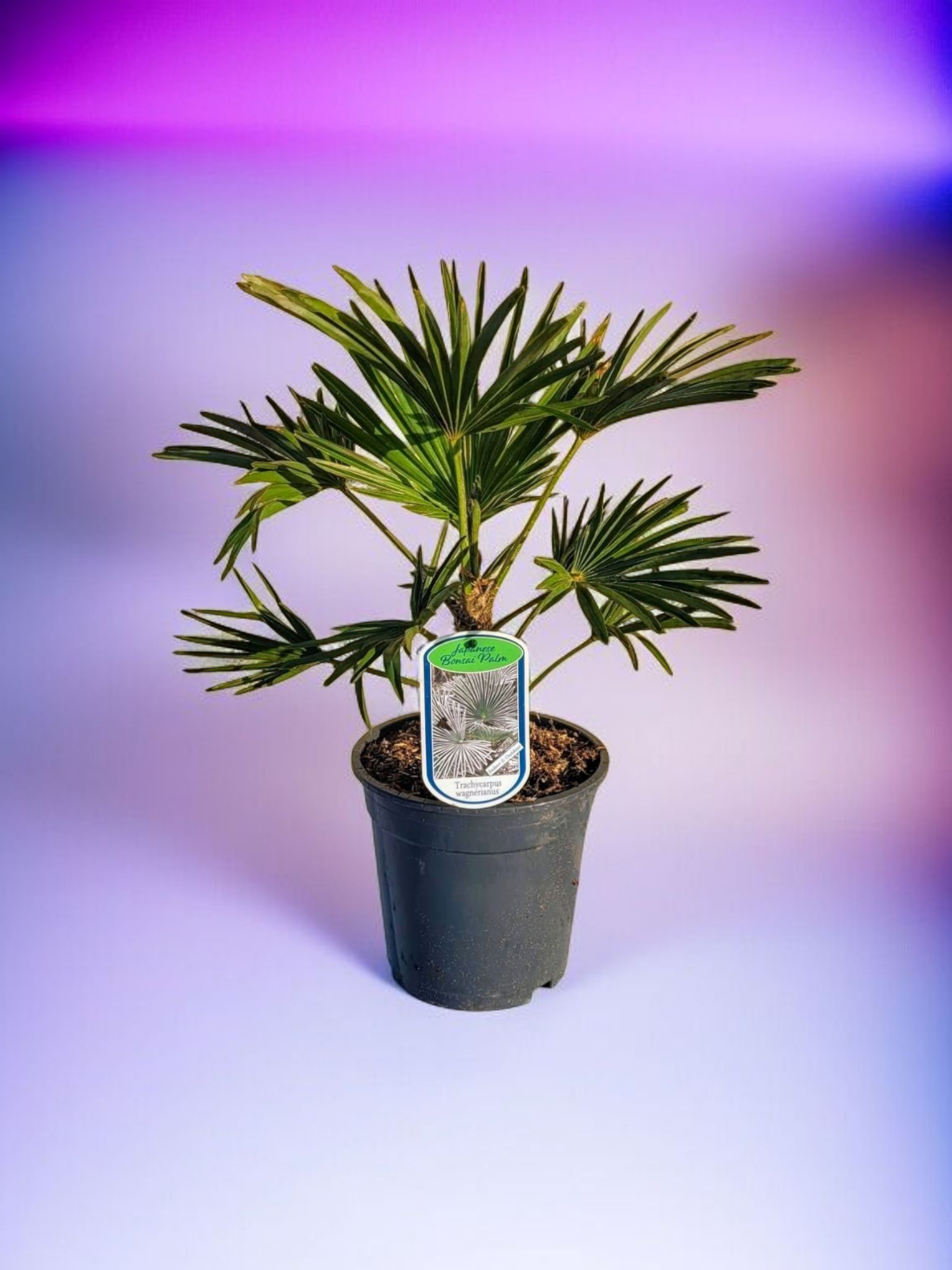 Trachycarpus wagnerianus - Wagner Hanfpalme aus Freilandzucht