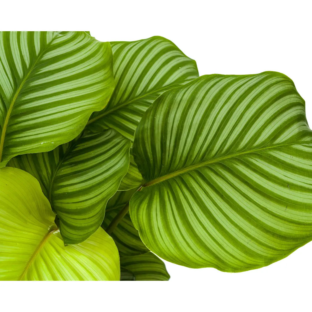 Calathea - Korbmarante - Image 