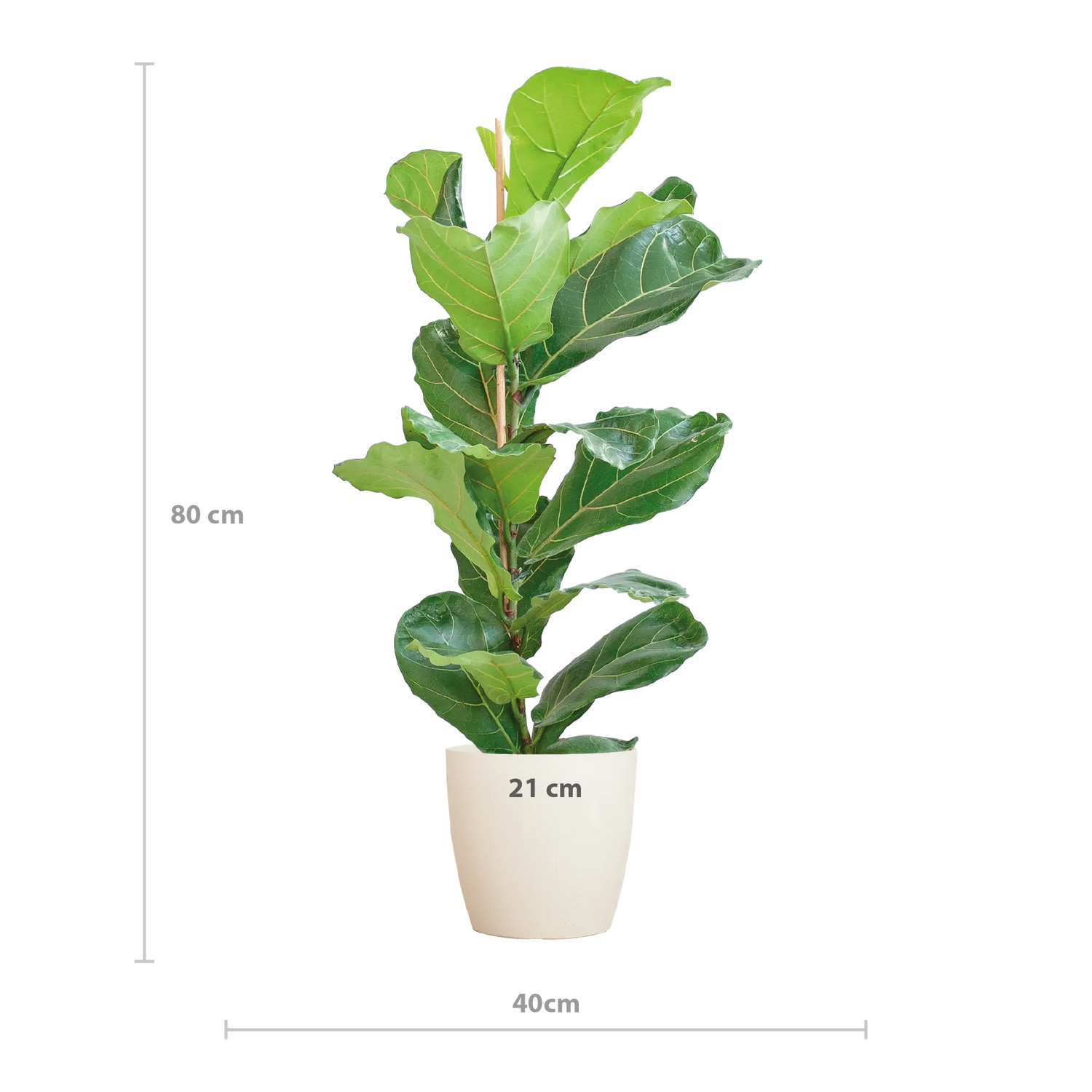 Ficus lyrata - Geigenfeige - Image 