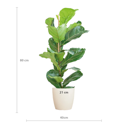 Ficus lyrata - Geigenfeige - Image 