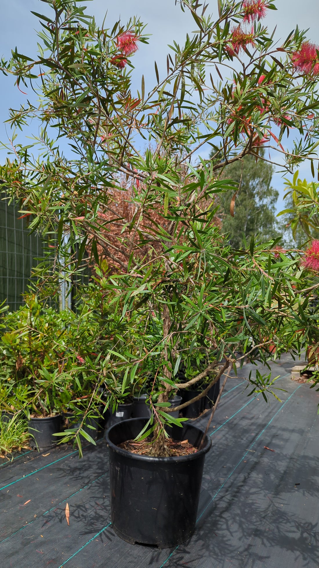 Callistemon laevis - Karminroter Zylinderputzer