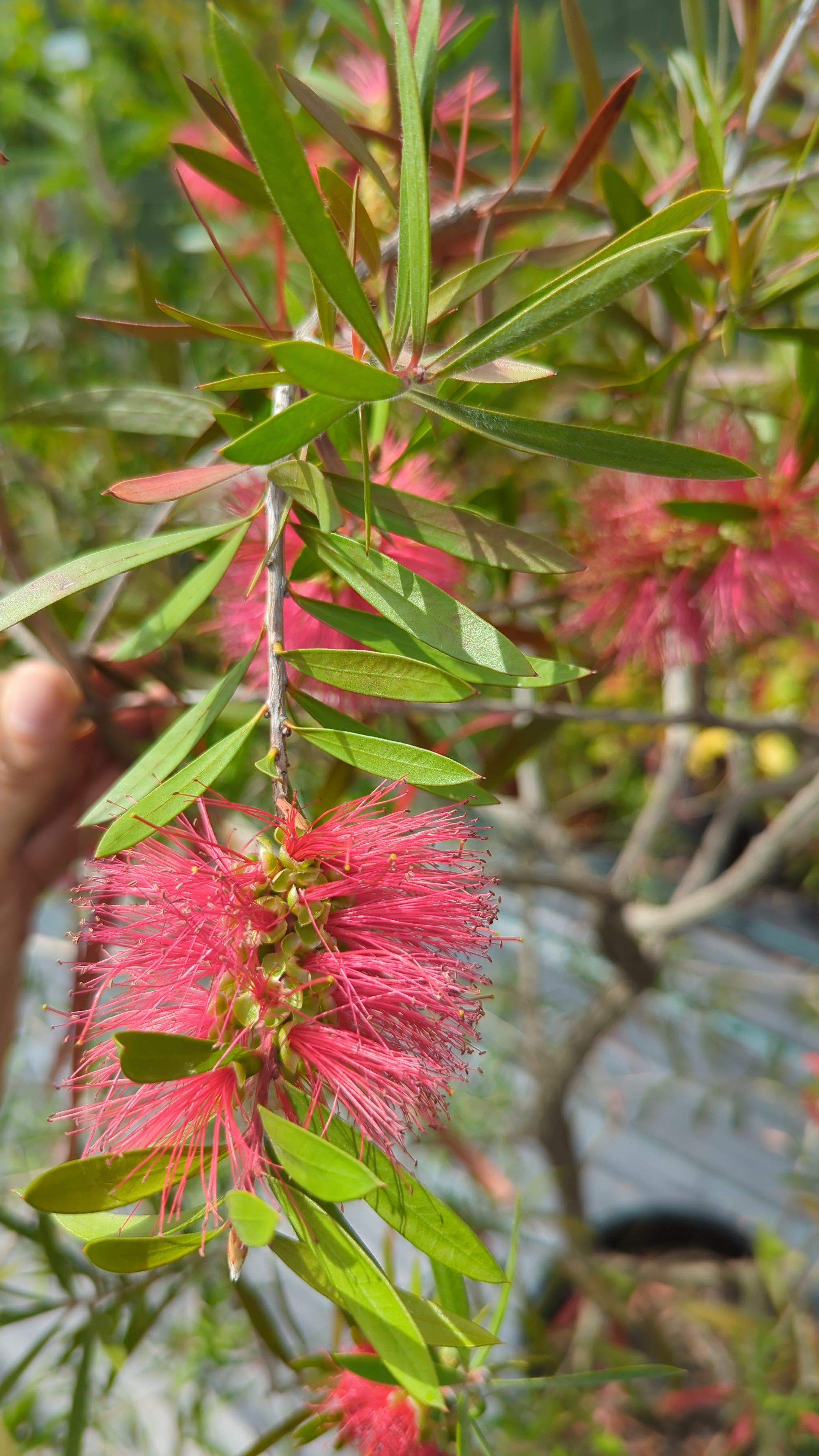 Callistemon laevis - Karminroter Zylinderputzer