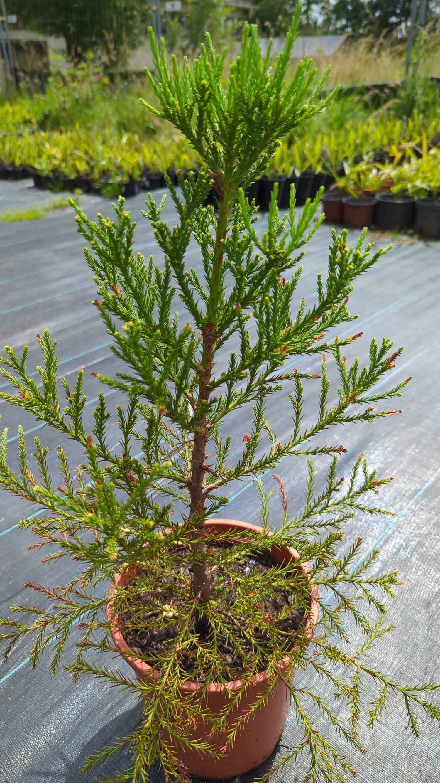 Sequoiadendron giganteum - Kalifornischer Mammutbaum