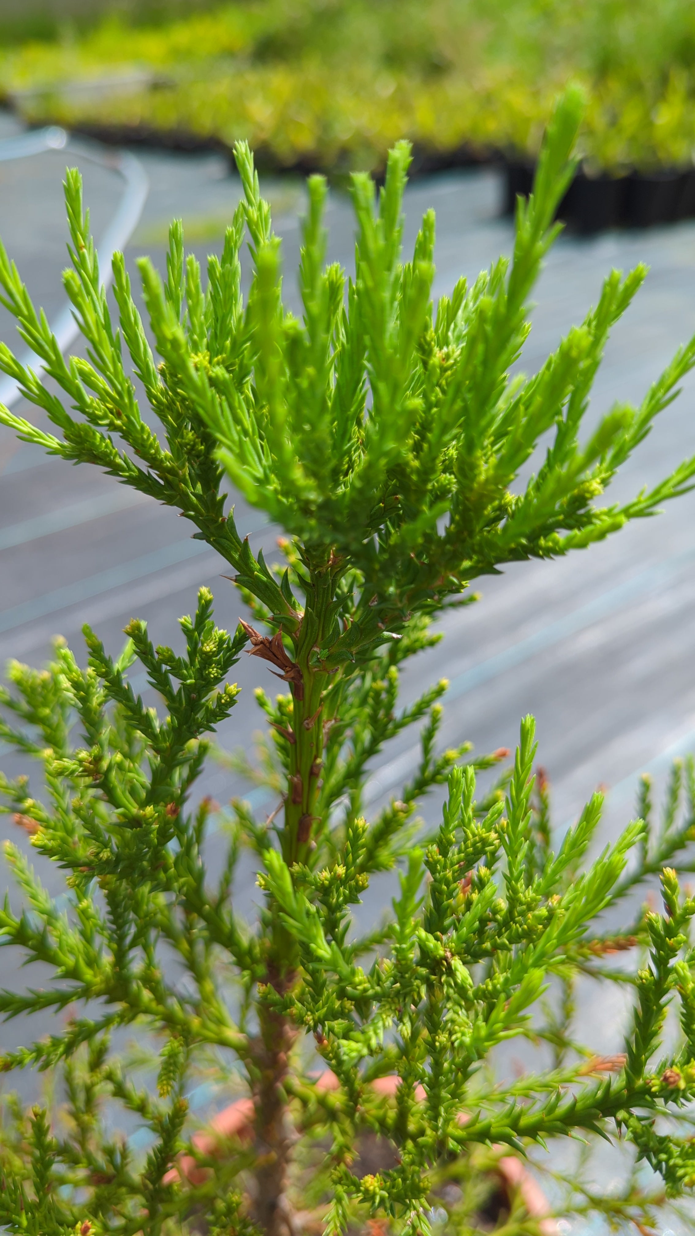 Sequoiadendron giganteum - Kalifornischer Mammutbaum