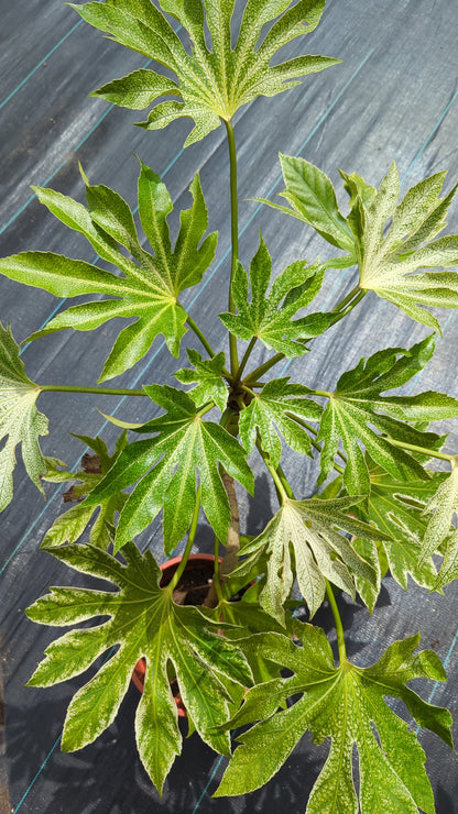 Fatsia japonica &