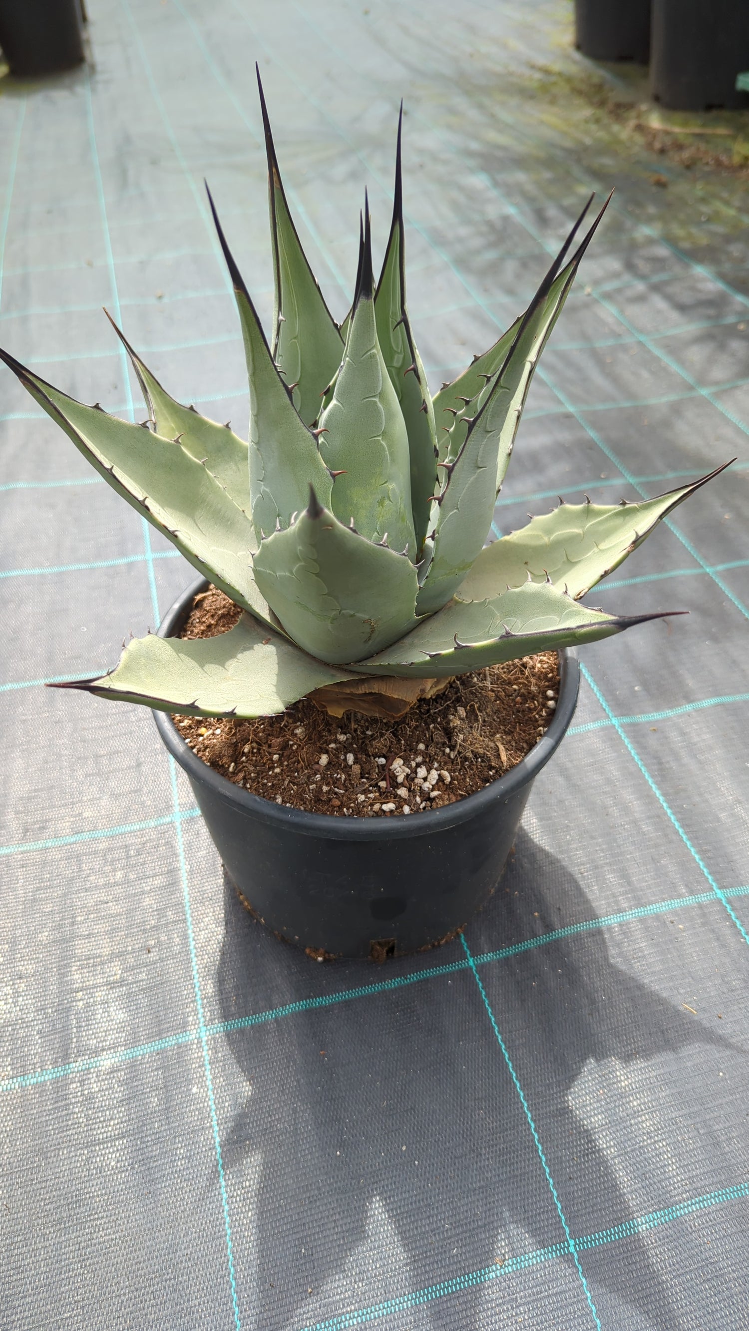 Agave parryi var. &