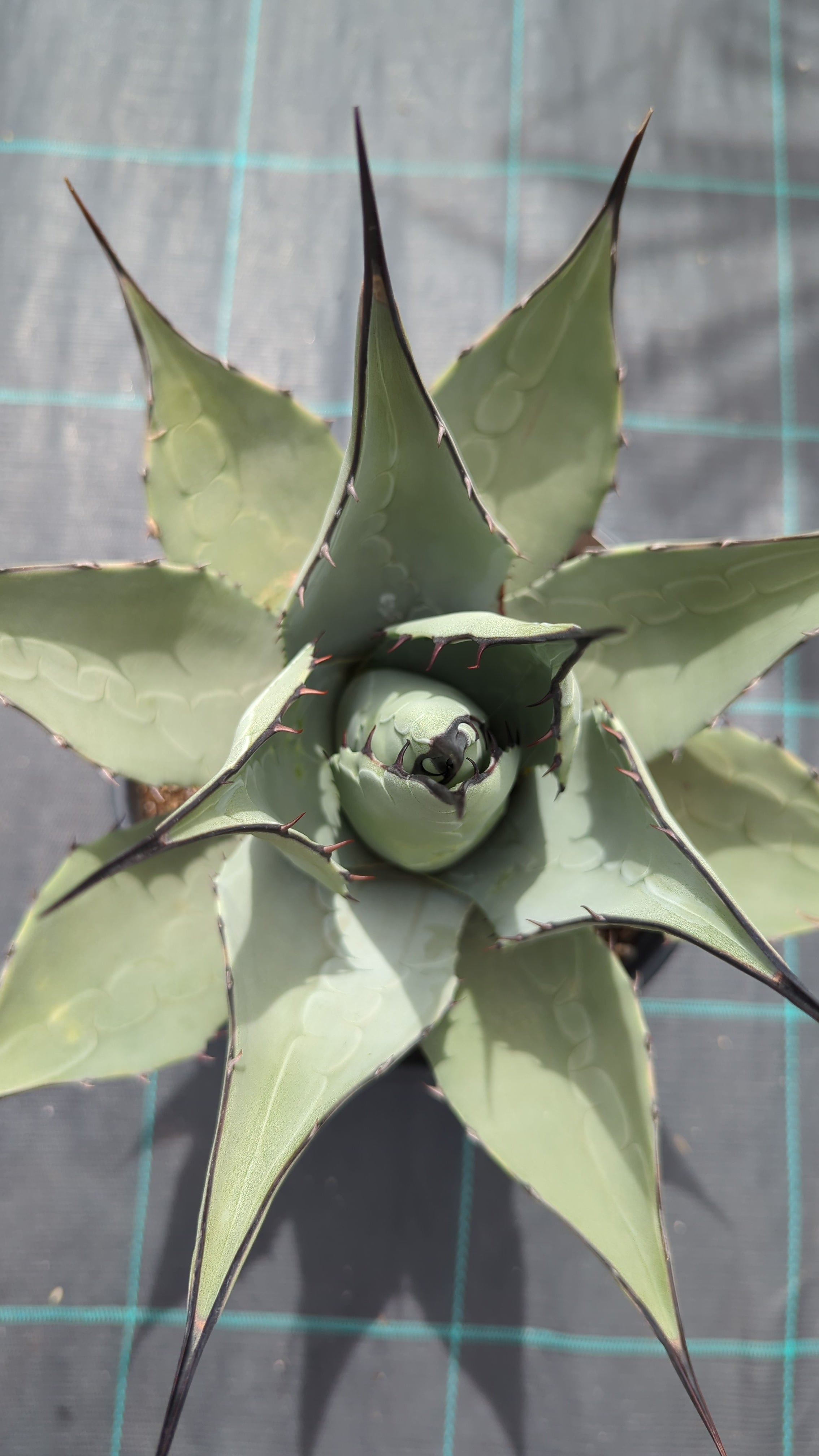 Agave parryi var. &