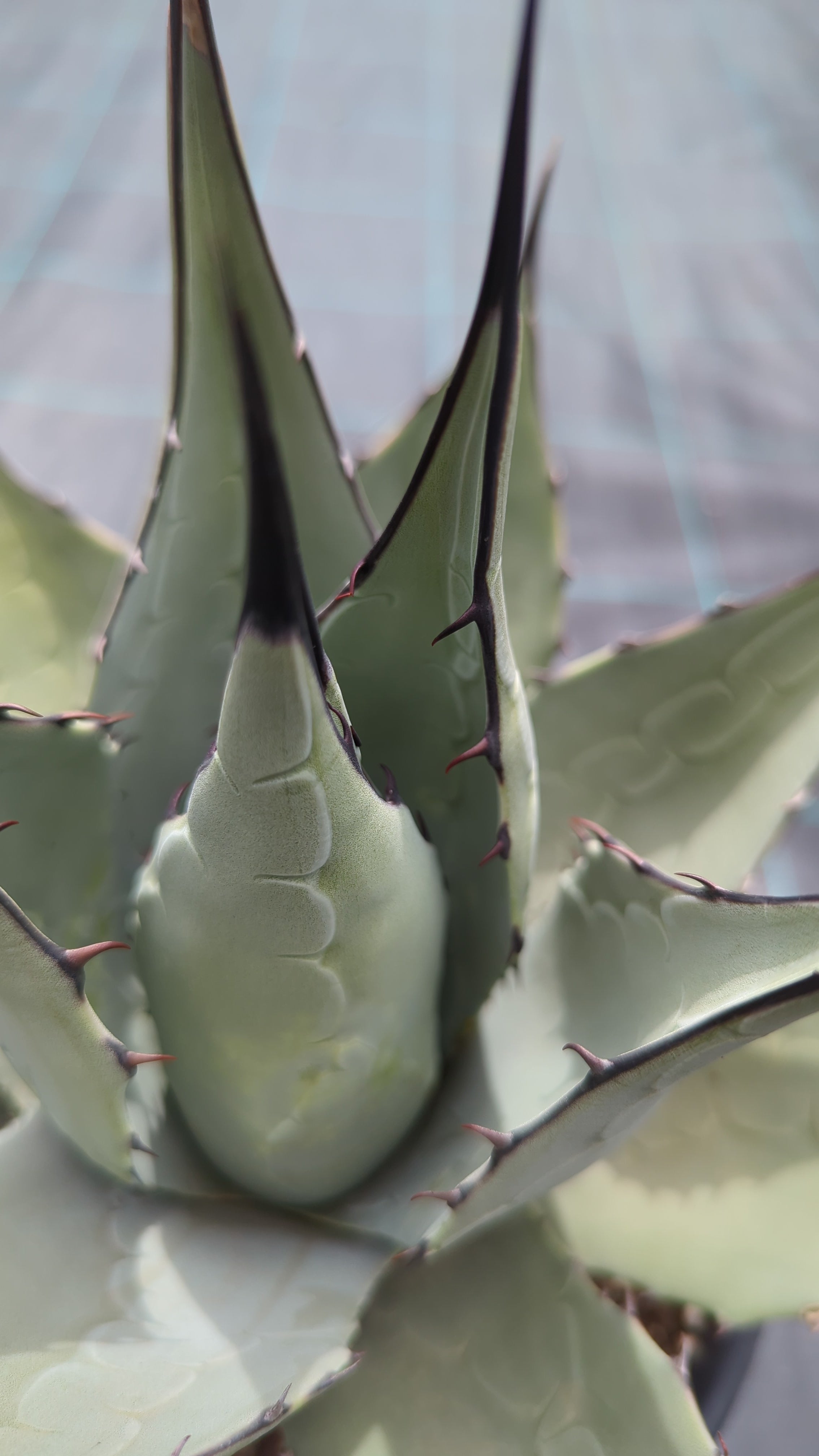 Agave parryi var. &