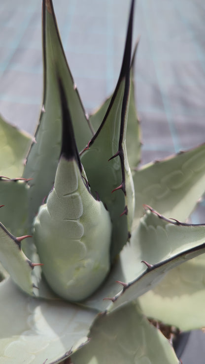 Agave parryi var. &