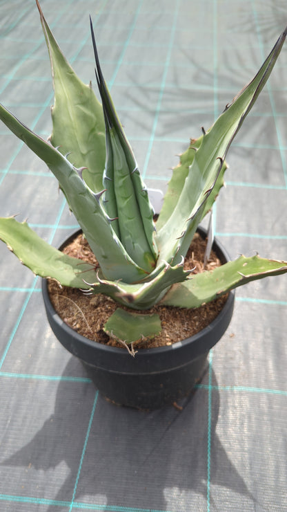 Agave parryi var. &