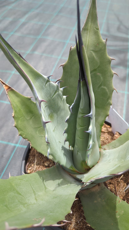 Agave parryi var. &