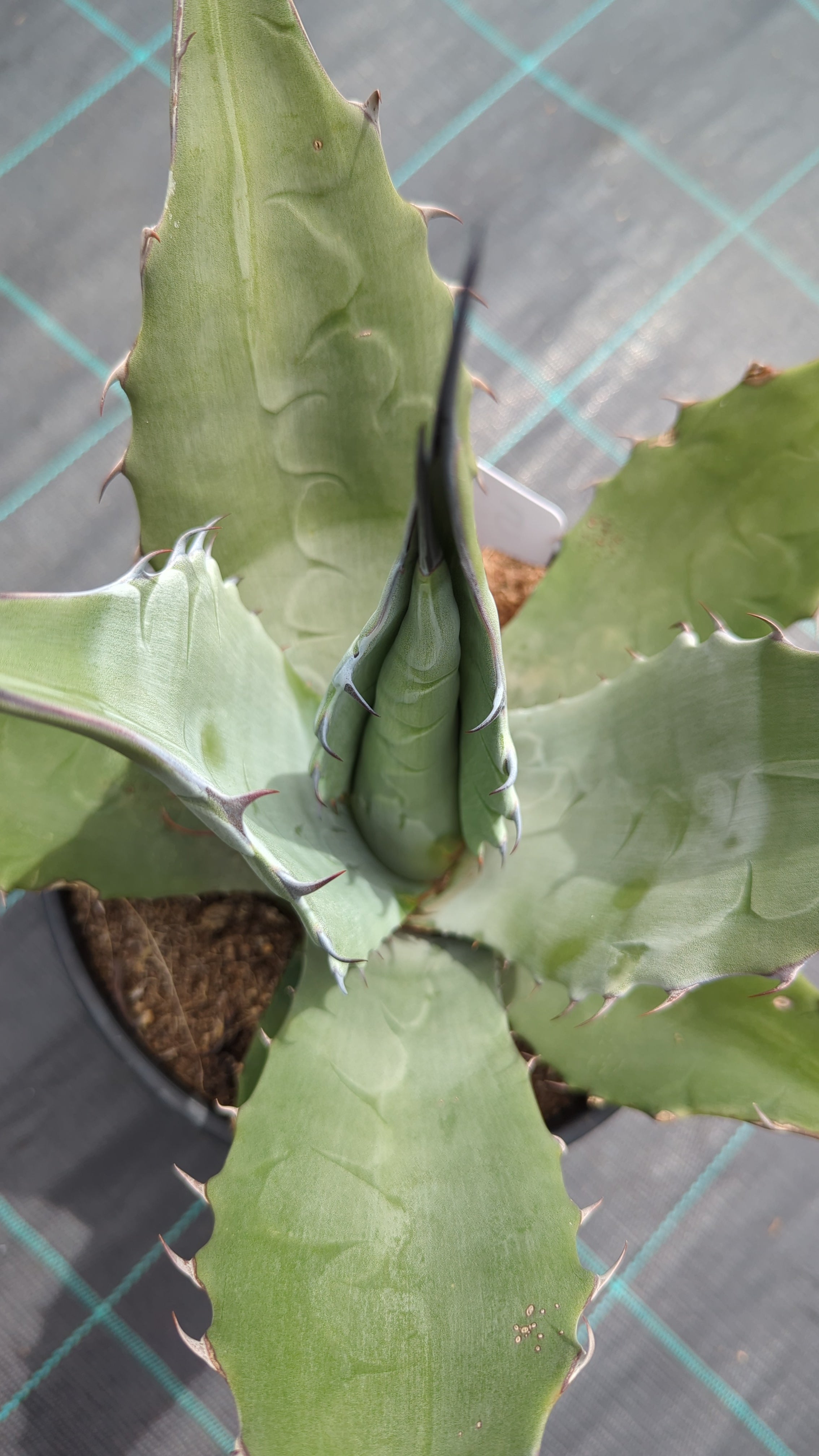 Agave parryi var. &