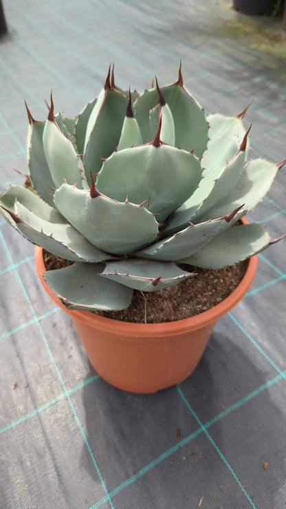 Agave parryi var. &