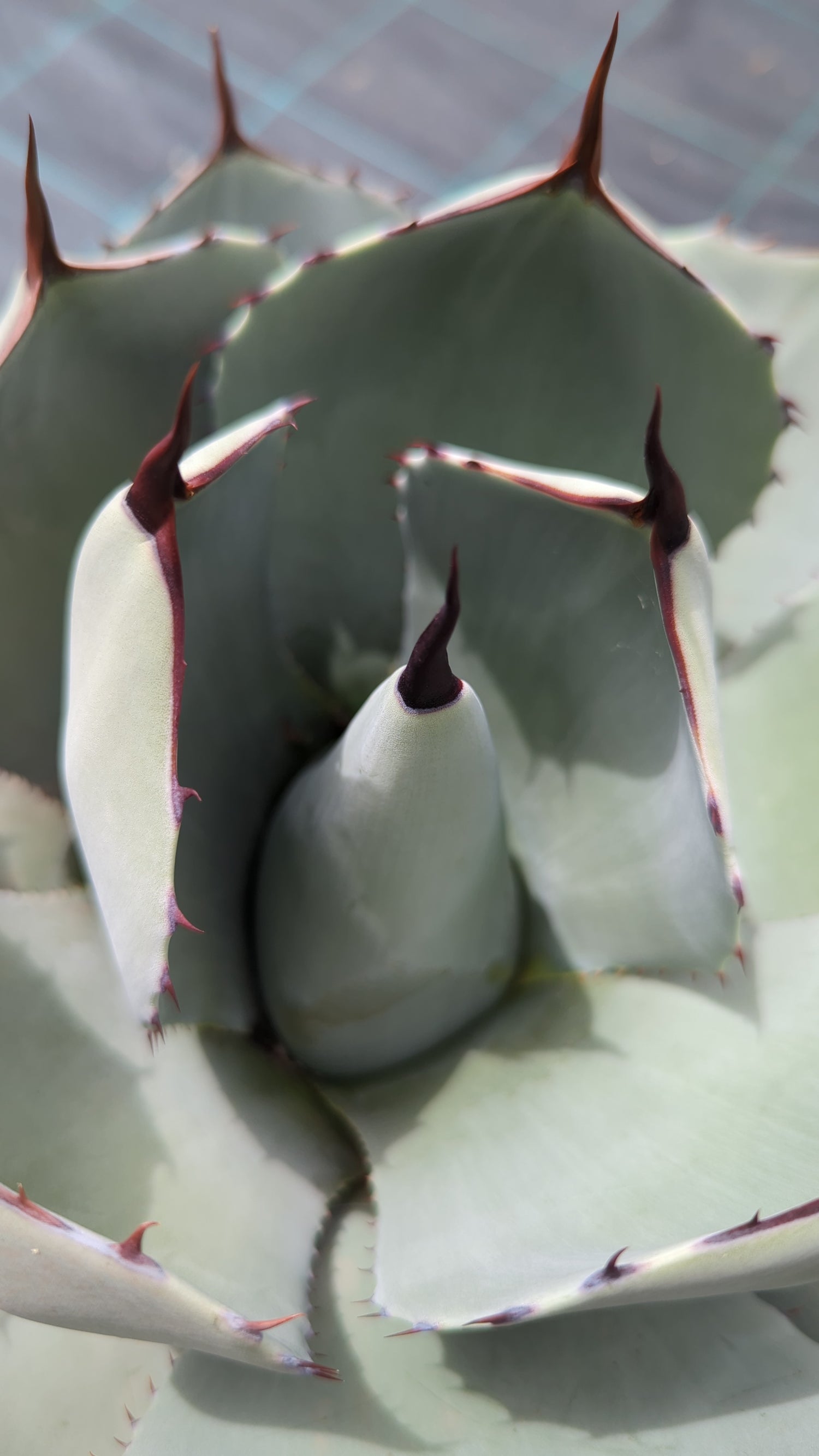 Agave parryi var. &