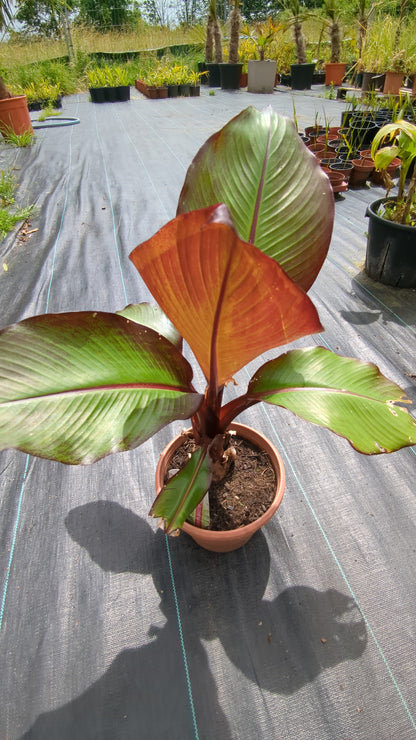 Ensete ventricosum &