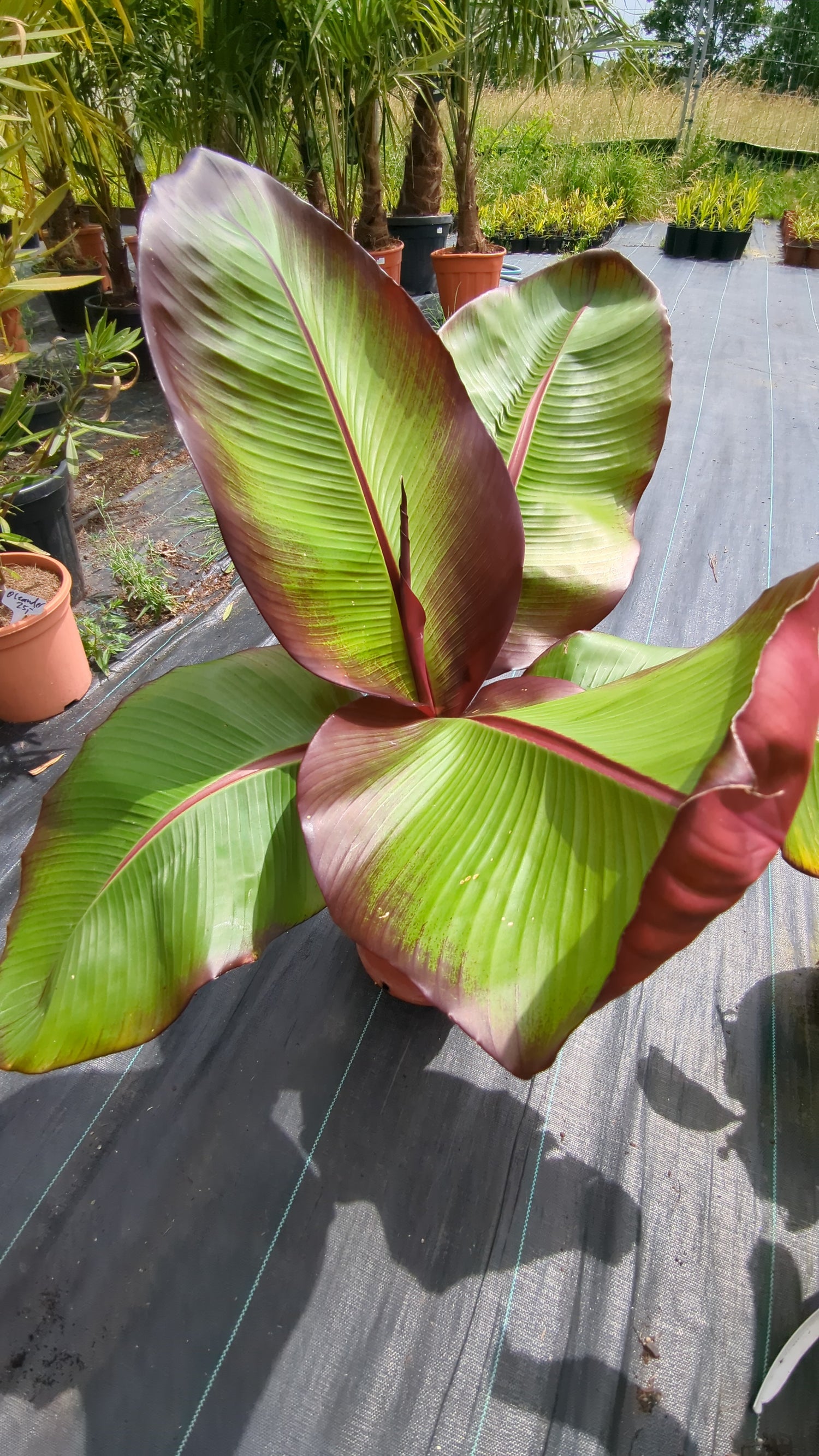 Ensete ventricosum &