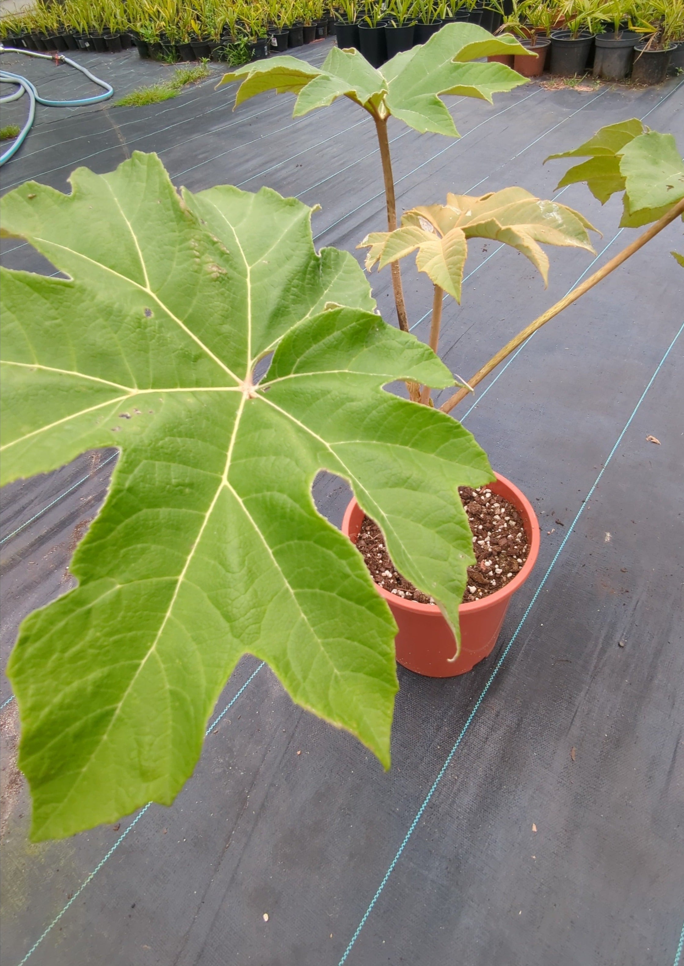 Tetrapanax papyrifer - Reispapierbaum