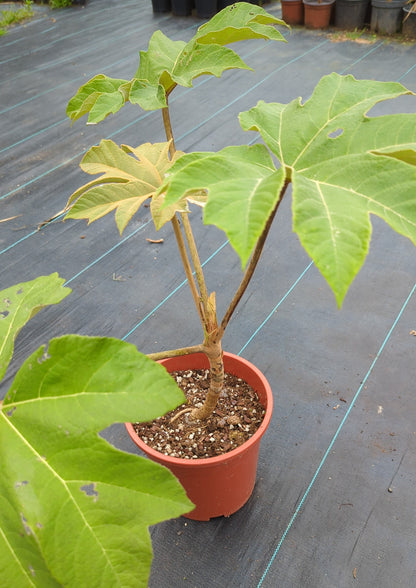 Tetrapanax papyrifer - Reispapierbaum