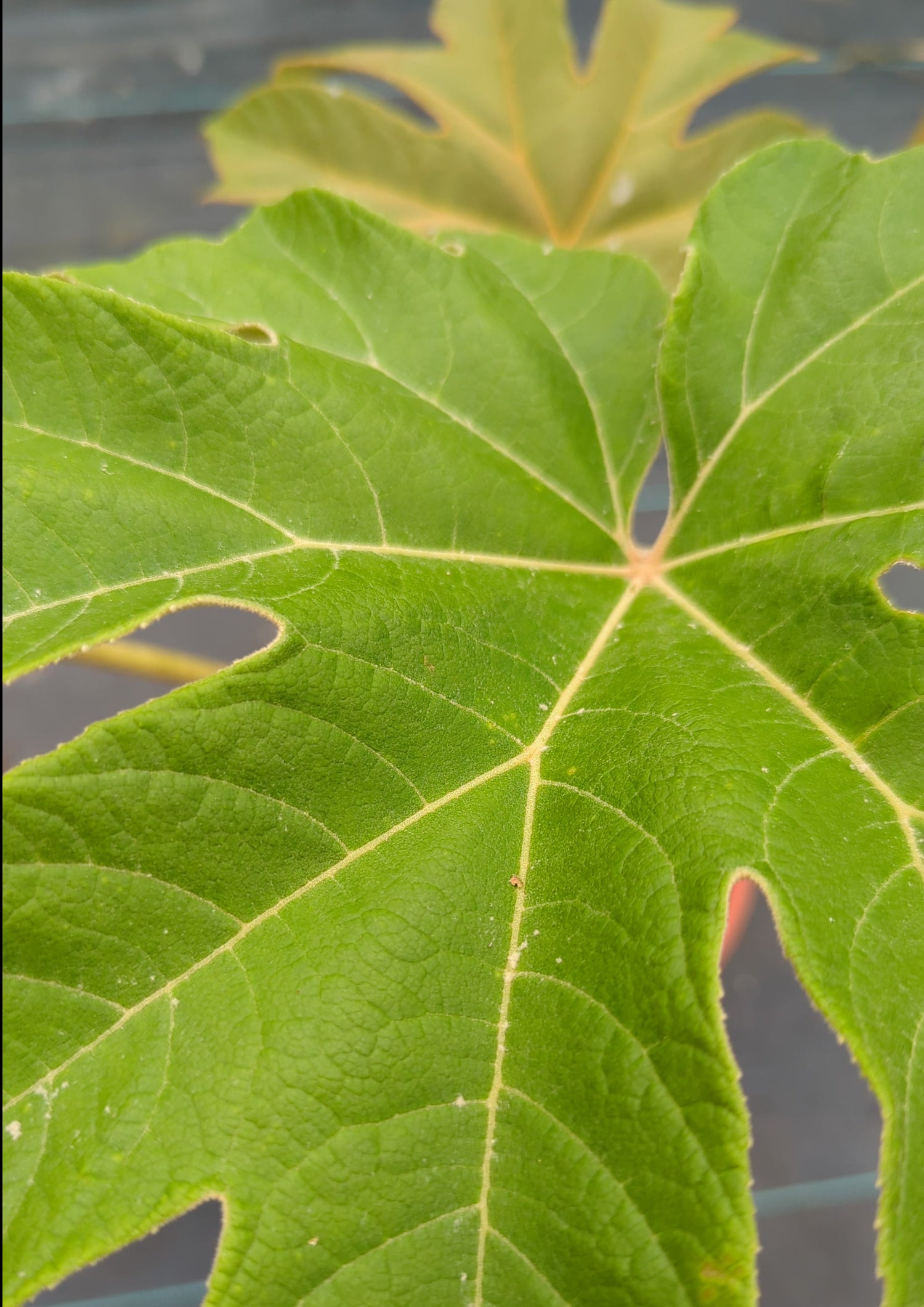 Tetrapanax papyrifer - Reispapierbaum