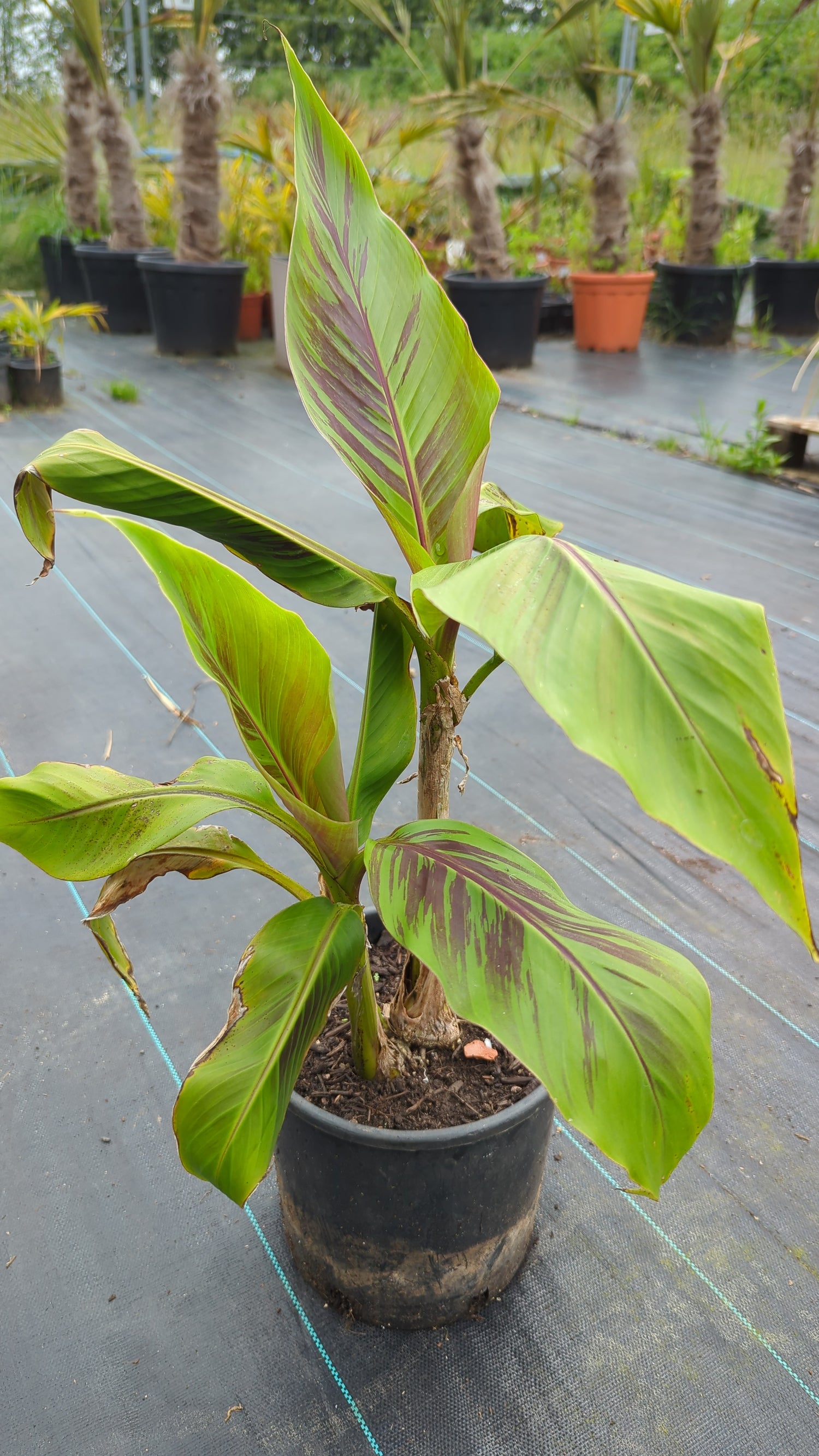 Musa sikkimensis &