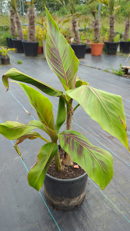 Musa sikkimensis &