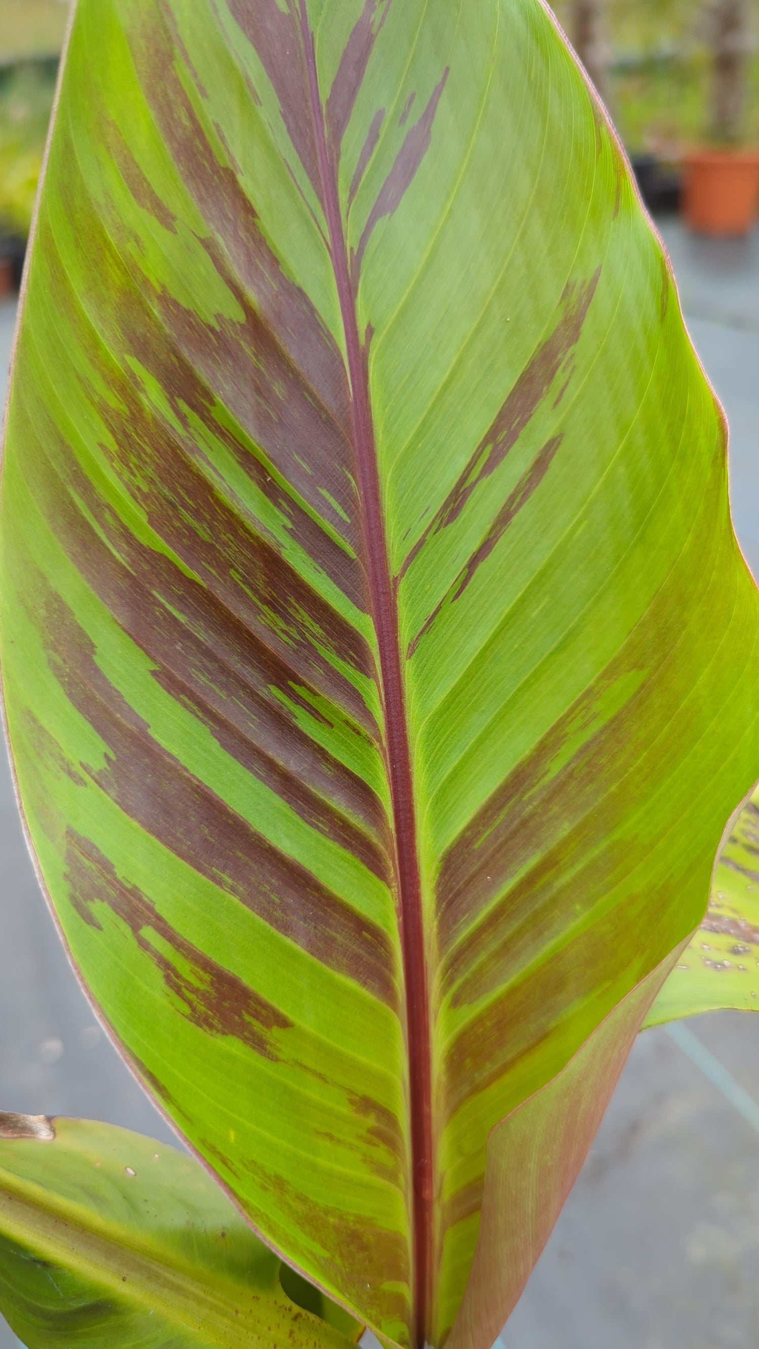 Musa sikkimensis &