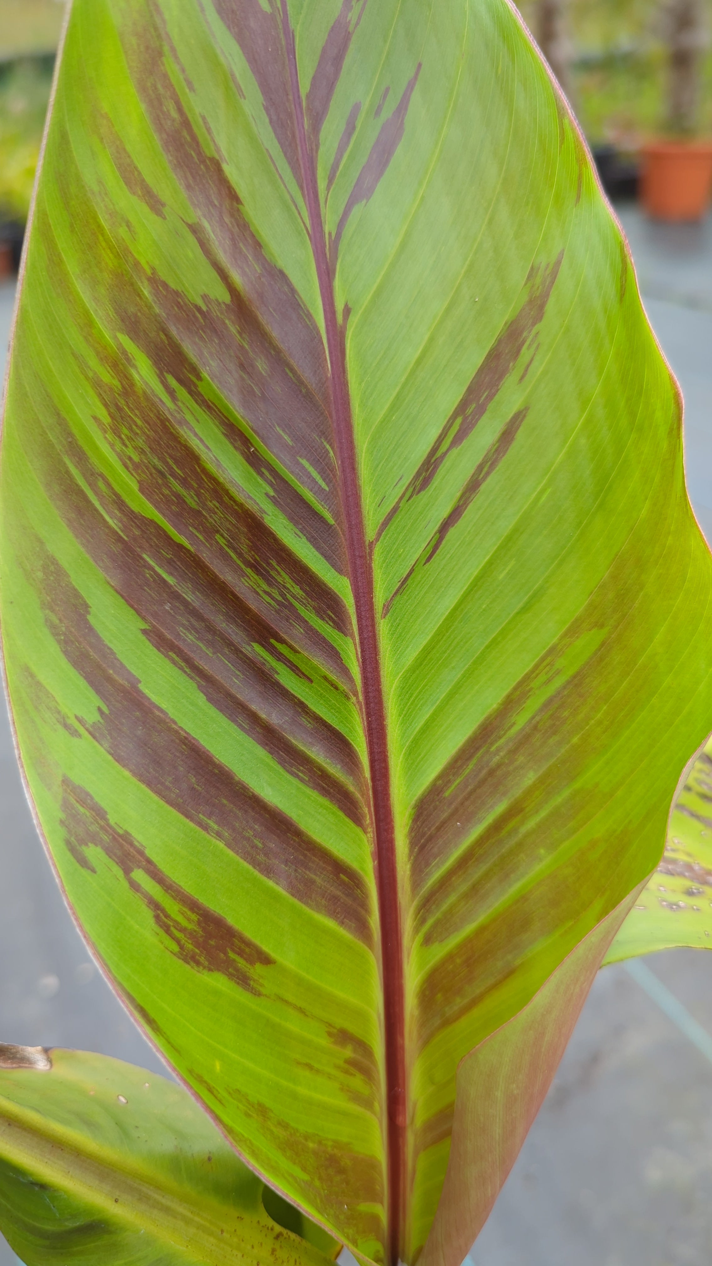 Musa sikkimensis &
