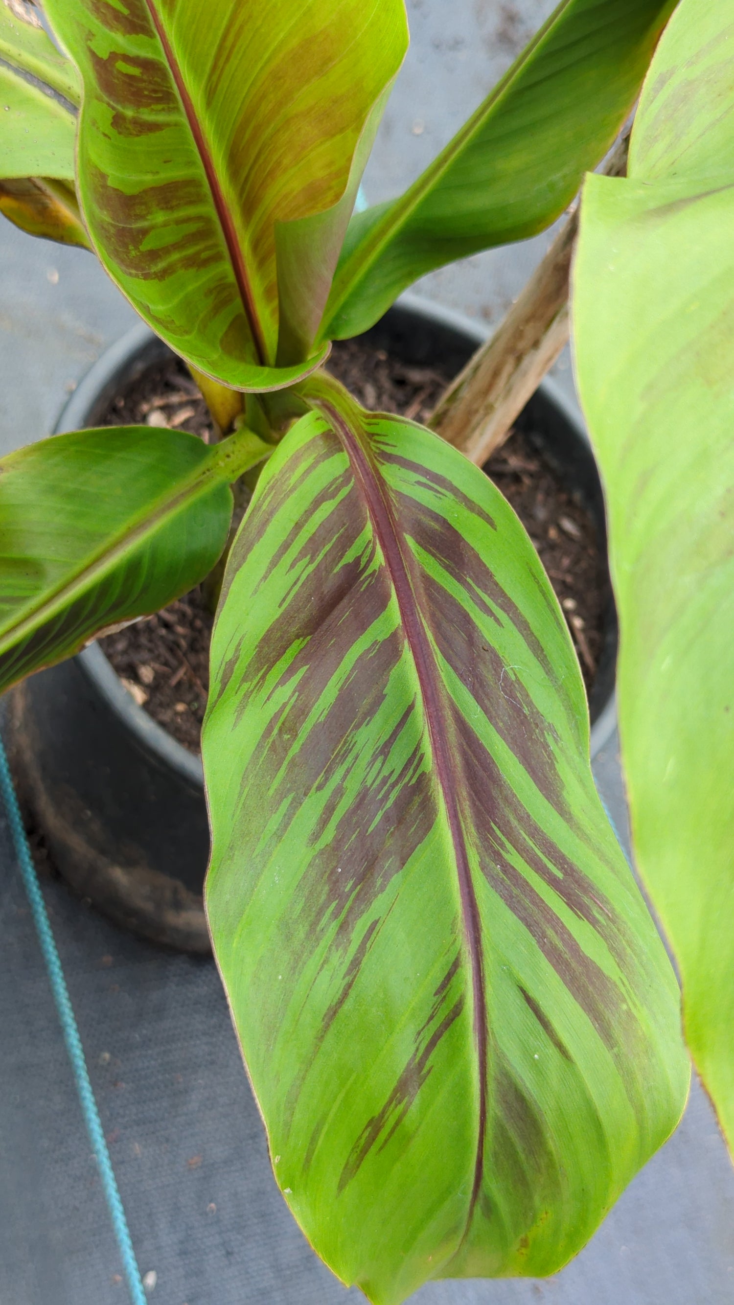 Musa sikkimensis &