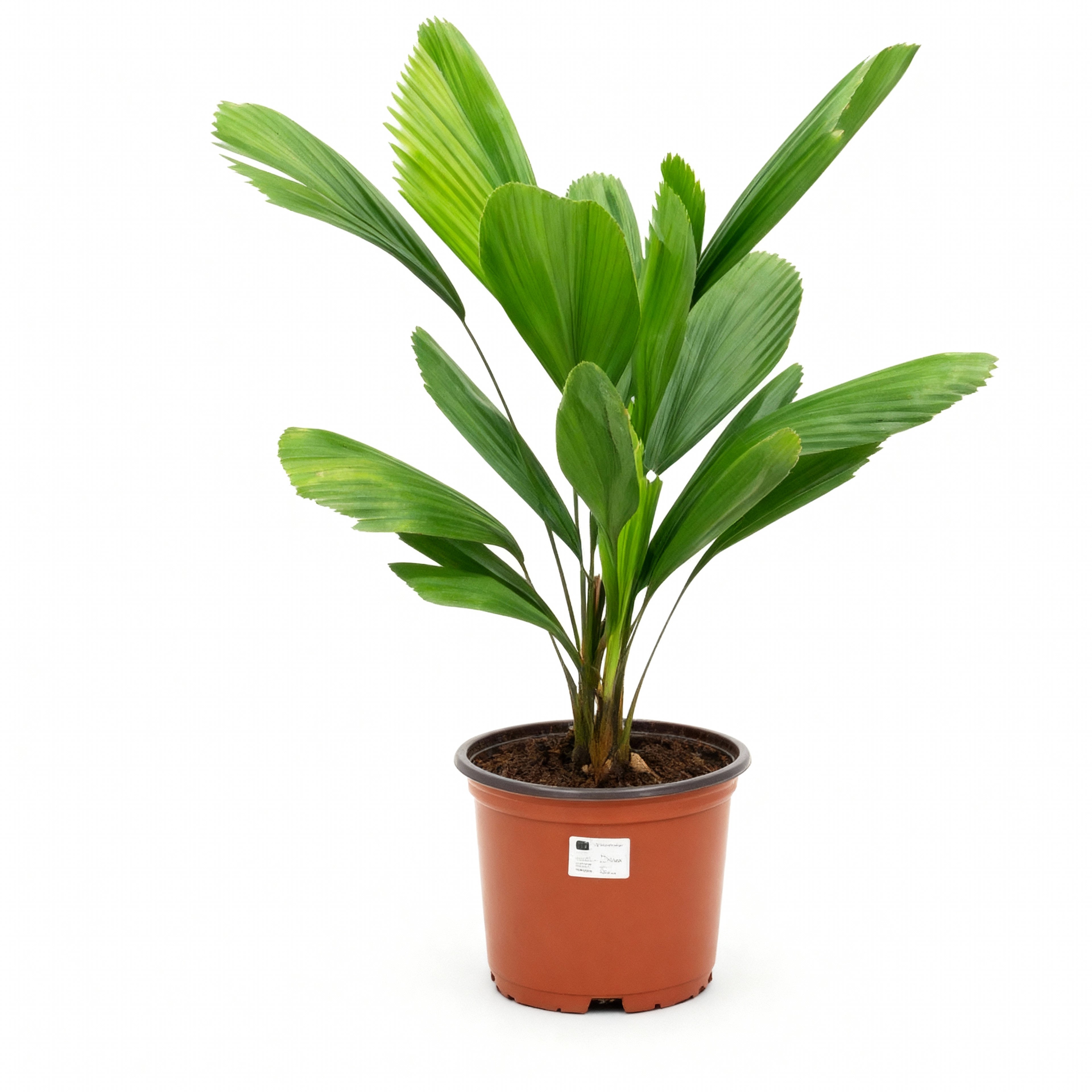 Licuala Grandis - Großblättrige Strahlenpalme