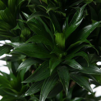 Dracaena Compacta - Kompakter Drachenbaum