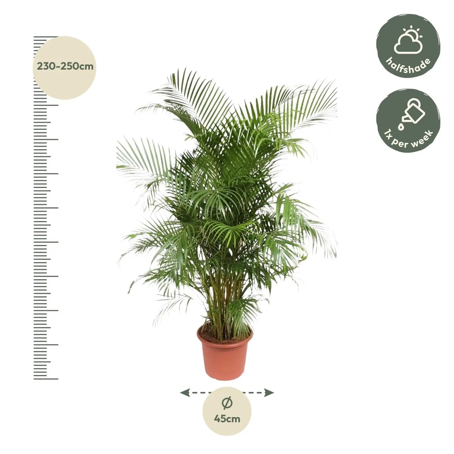 Dypsis lutescens - Areca-, Goldfruchtpalme - Image 