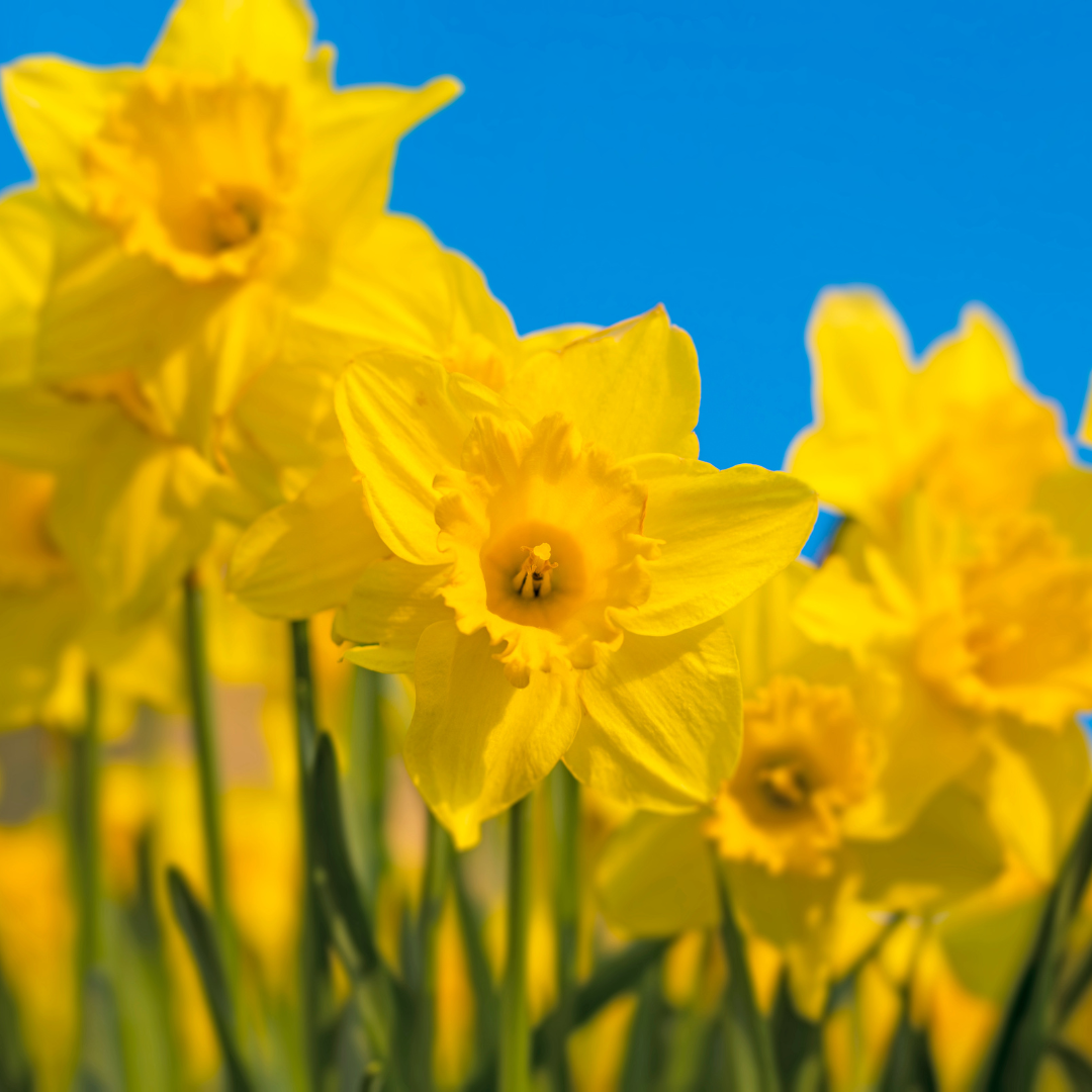 Narcissus - Narzissenzwiebeln
