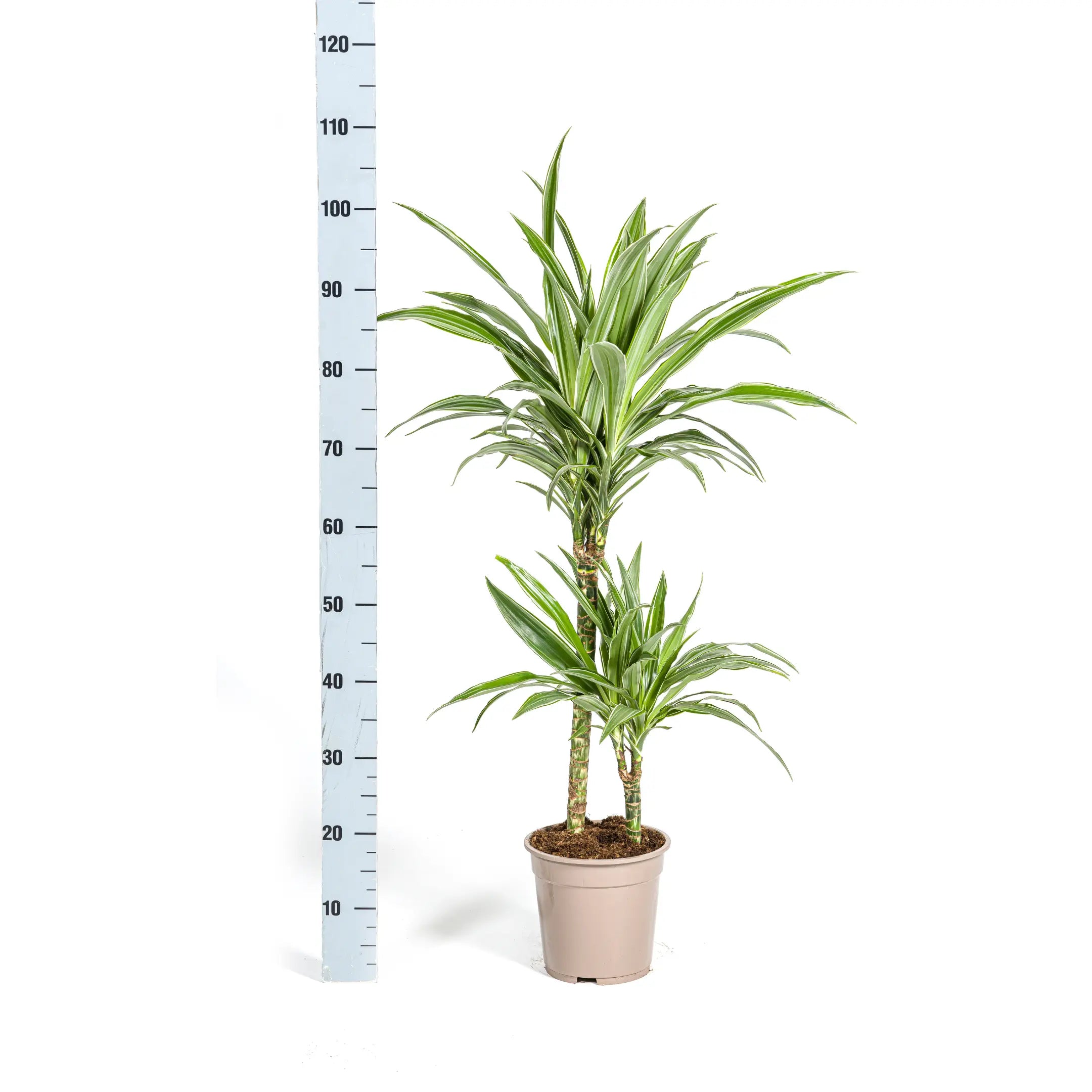 Dracaena deremensis - Drachenbaum - Image 