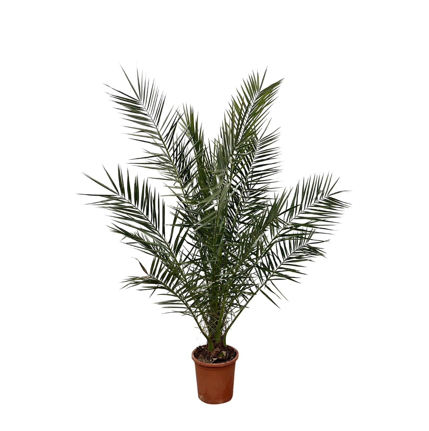 Phoenix Canariensis - Kanarische Dattelpalme - Image 