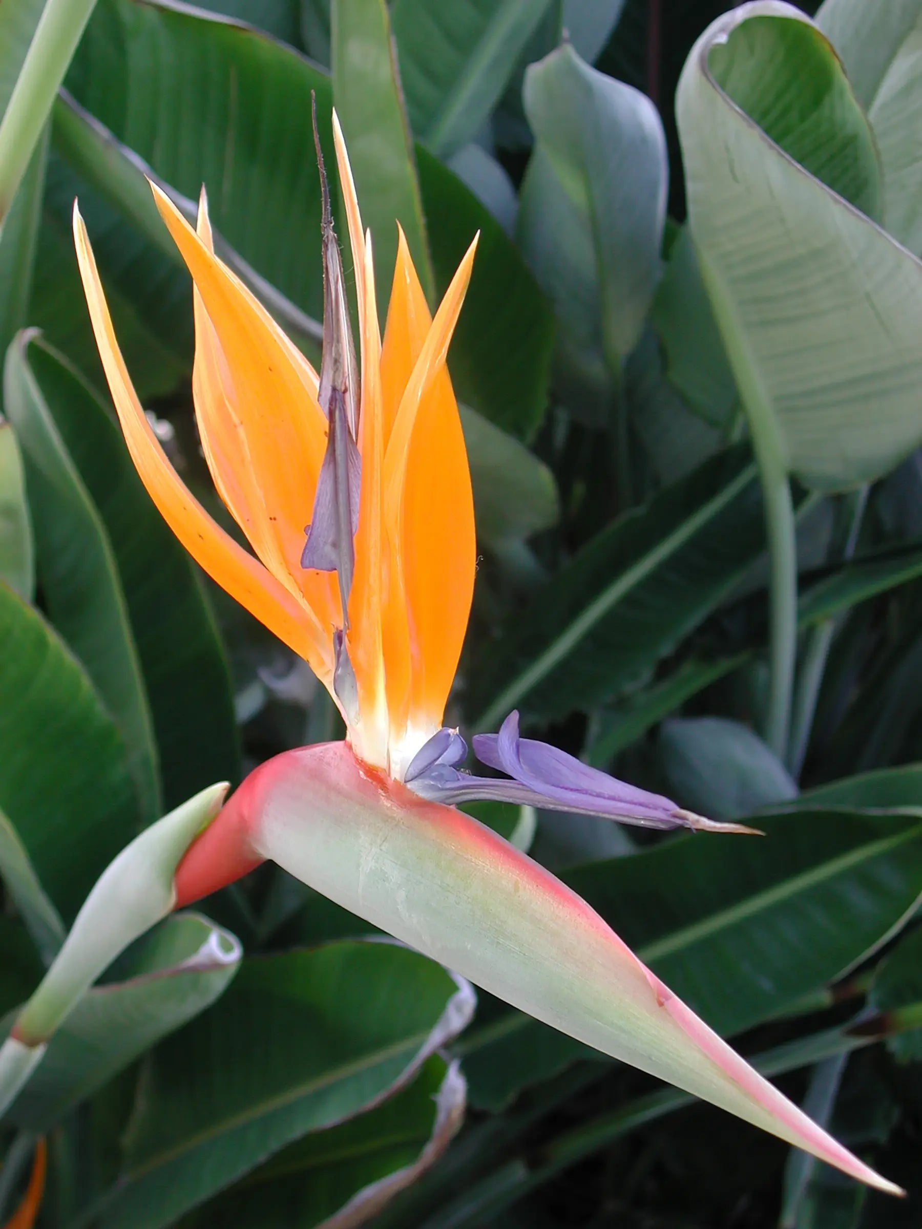 Strelitzia nicolai - Baumstrelitzie - Image 