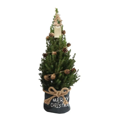 Picea glauca &