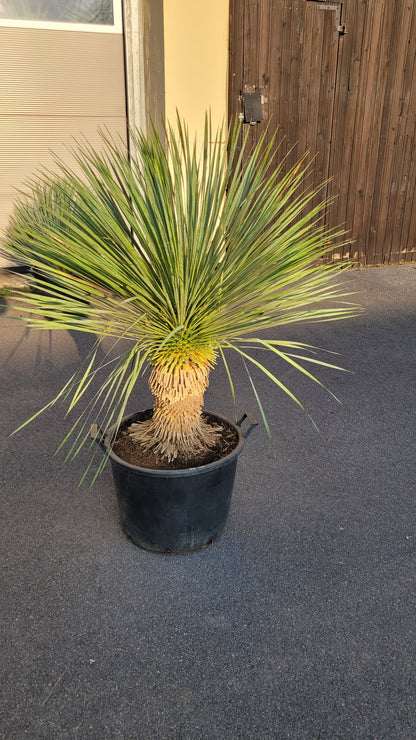 Yucca rostrata - Blaublättrige Palmlilie aus Freilandzucht
