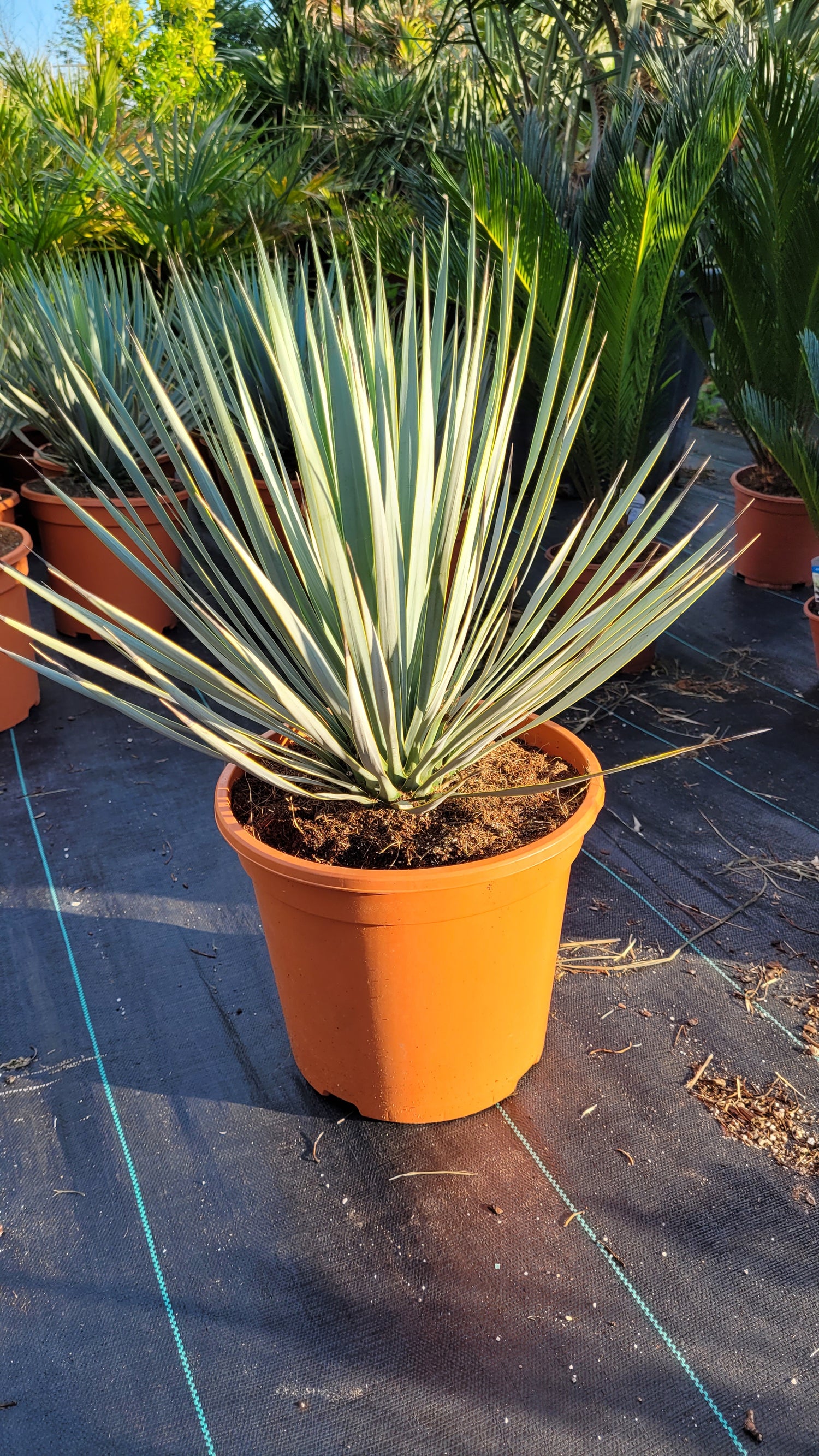 Yucca rostrata - Blaublättrige Palmlilie aus Freilandzucht