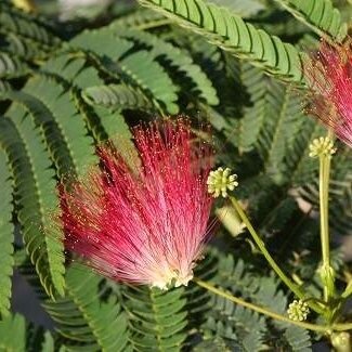 Albizia julibrissin &