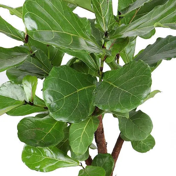 Ficus lyrata - Geigenfeige - Image 